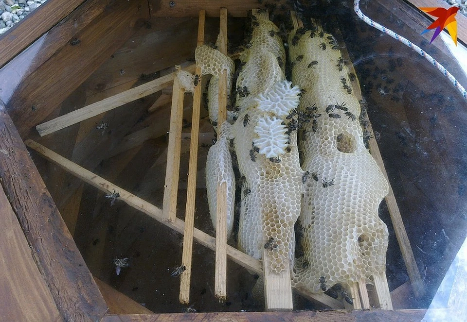 Погибли триста пчелосемей