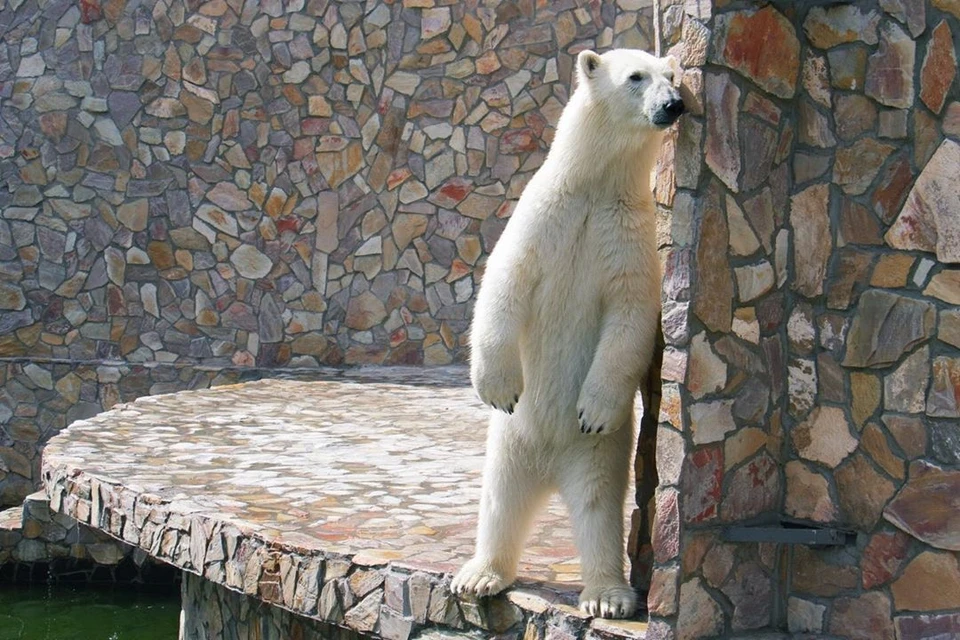 Нетерпеливые посетители Ленинградского зоопарка метнули в медведицу мороженое.