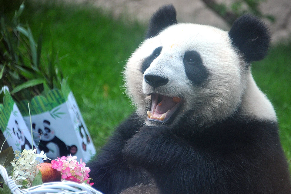 Пандам Московского зоопарка устроили праздник в честь дня рождения.