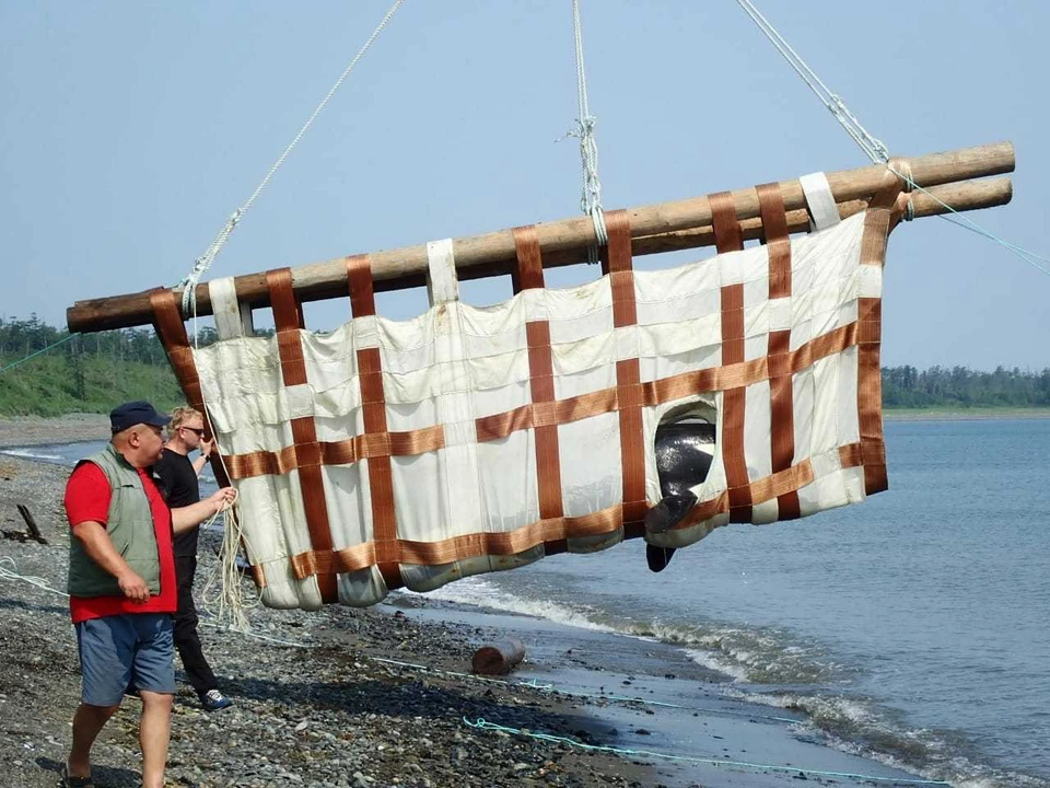 Выпуск косаток в Охотское море. Фото: Greenpeace