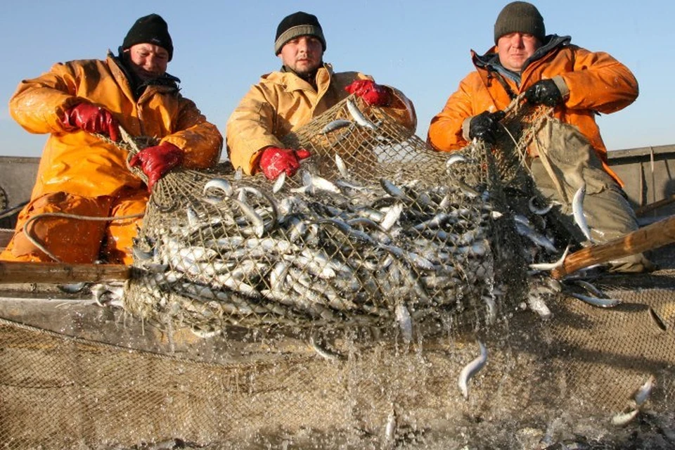 Самые распространенные виды рыбы в юго-восточной Балтике - салака, треска, камбала и килька.