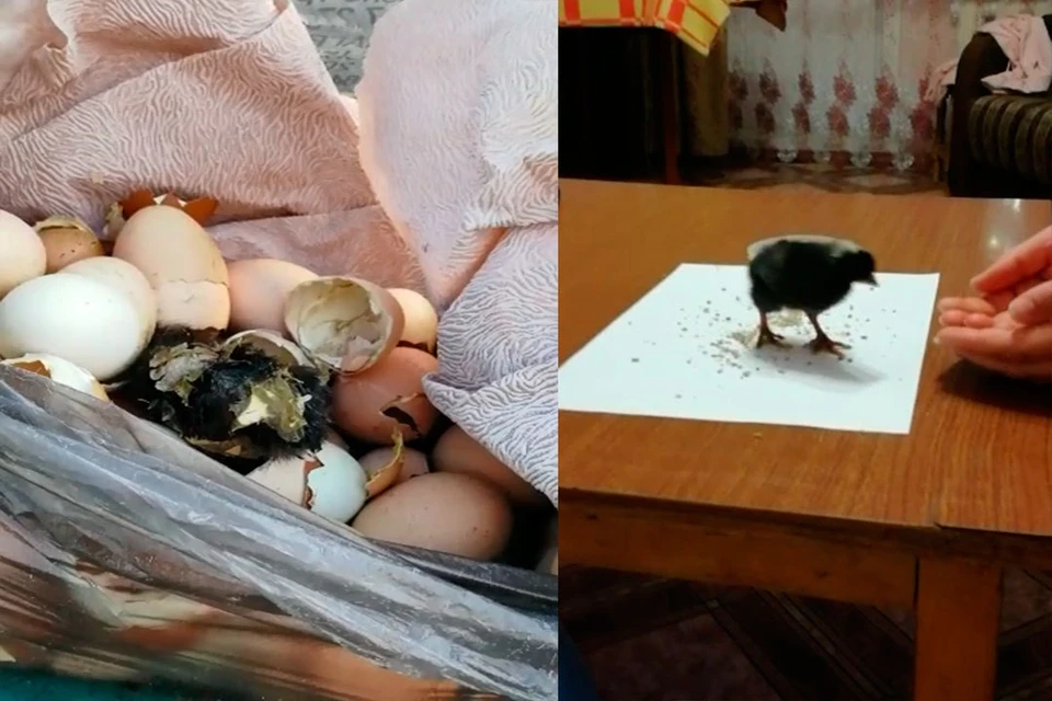 Жительница Барнаула выходила выброшенного цыпленка