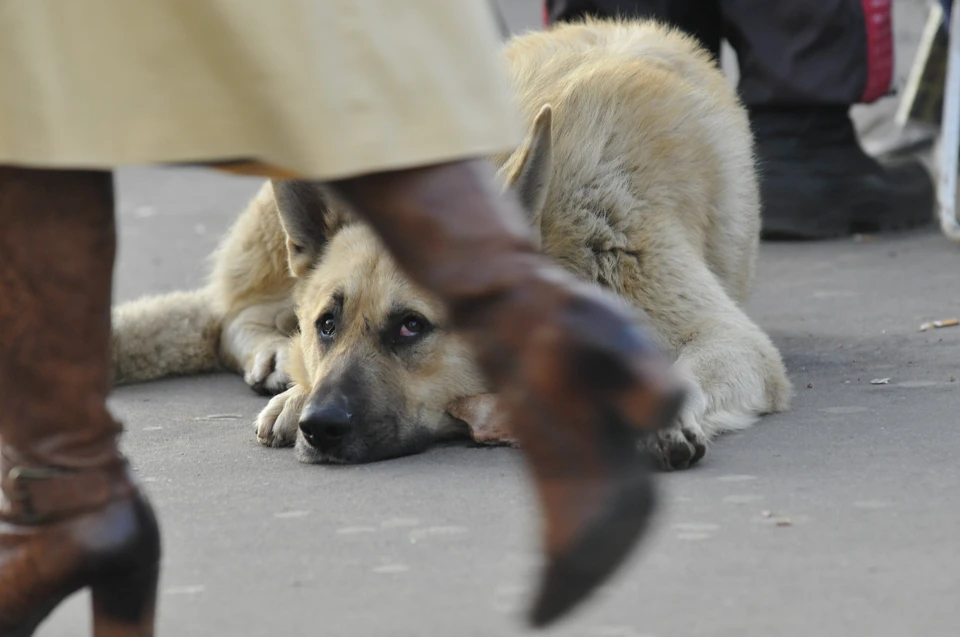 Собака умерла от рук неизвестного в районе красноярского Академгородка