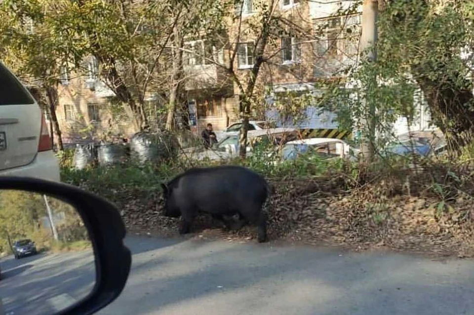 В районе Военного шоссе гуляет свинка. Фото: svodka25
