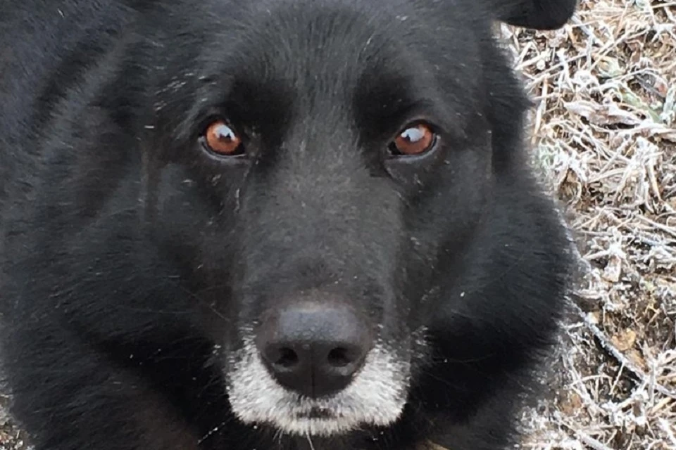 Иркутскому псу Чегару повезло: он нашел своего человека. Фото хозяйки Елены.
