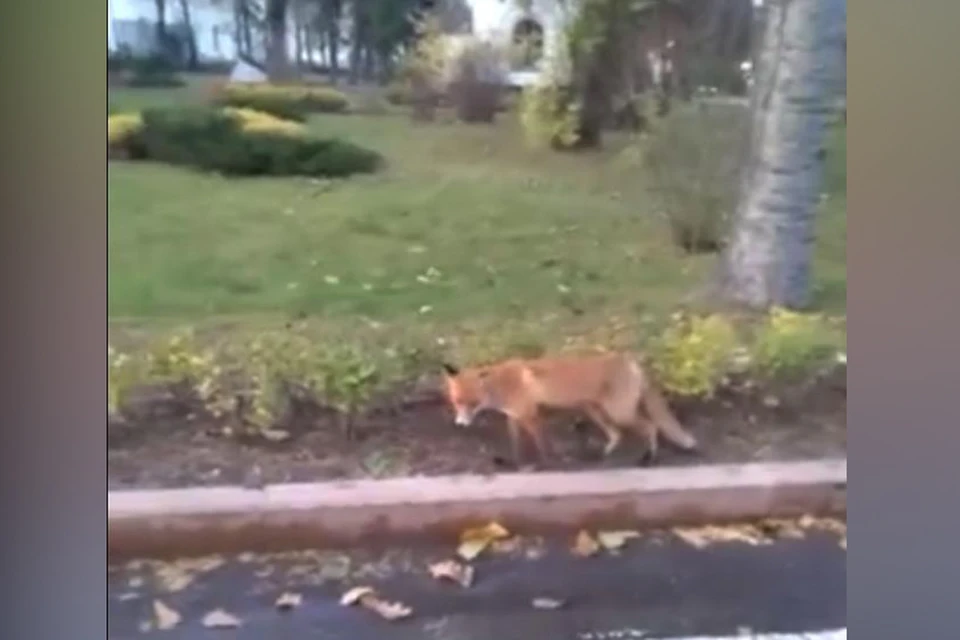 Вероятно, по кремлю гуляет все та же лисица, которая была замечена в начале октября на площади Минина.