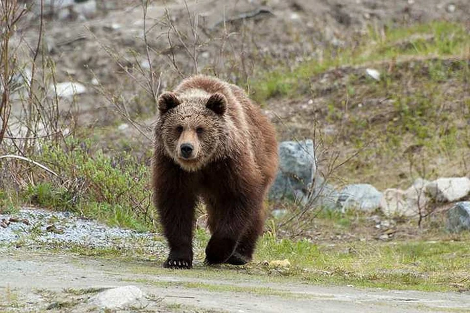 Медведь растерзал мужчину в Кузбассе.ФОТО: Артур ФЕДОРОВ