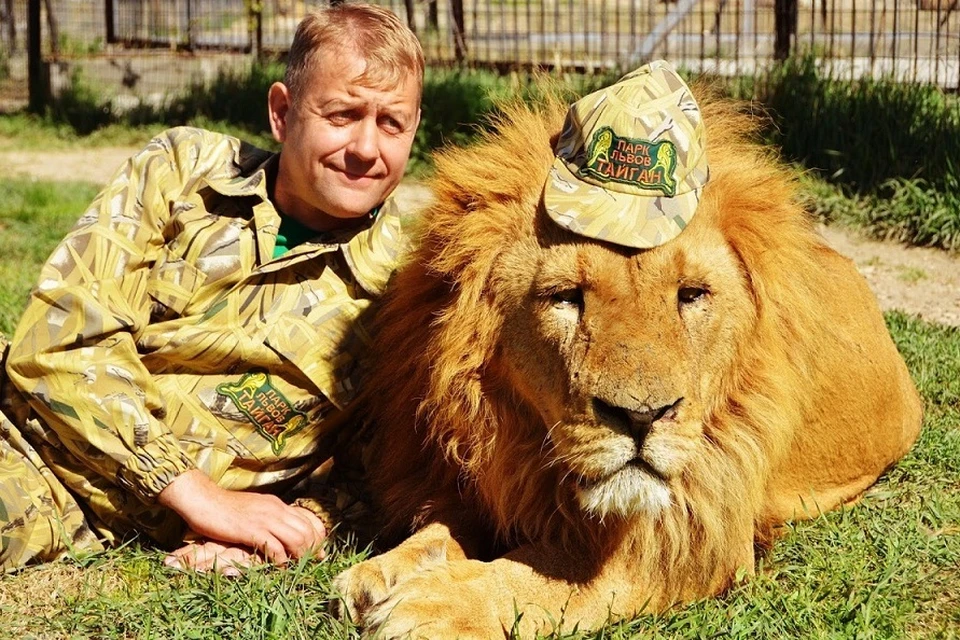 Олег Зубков с удовольствием общается с львами. Фото: пресс-служба парка "Тайган"