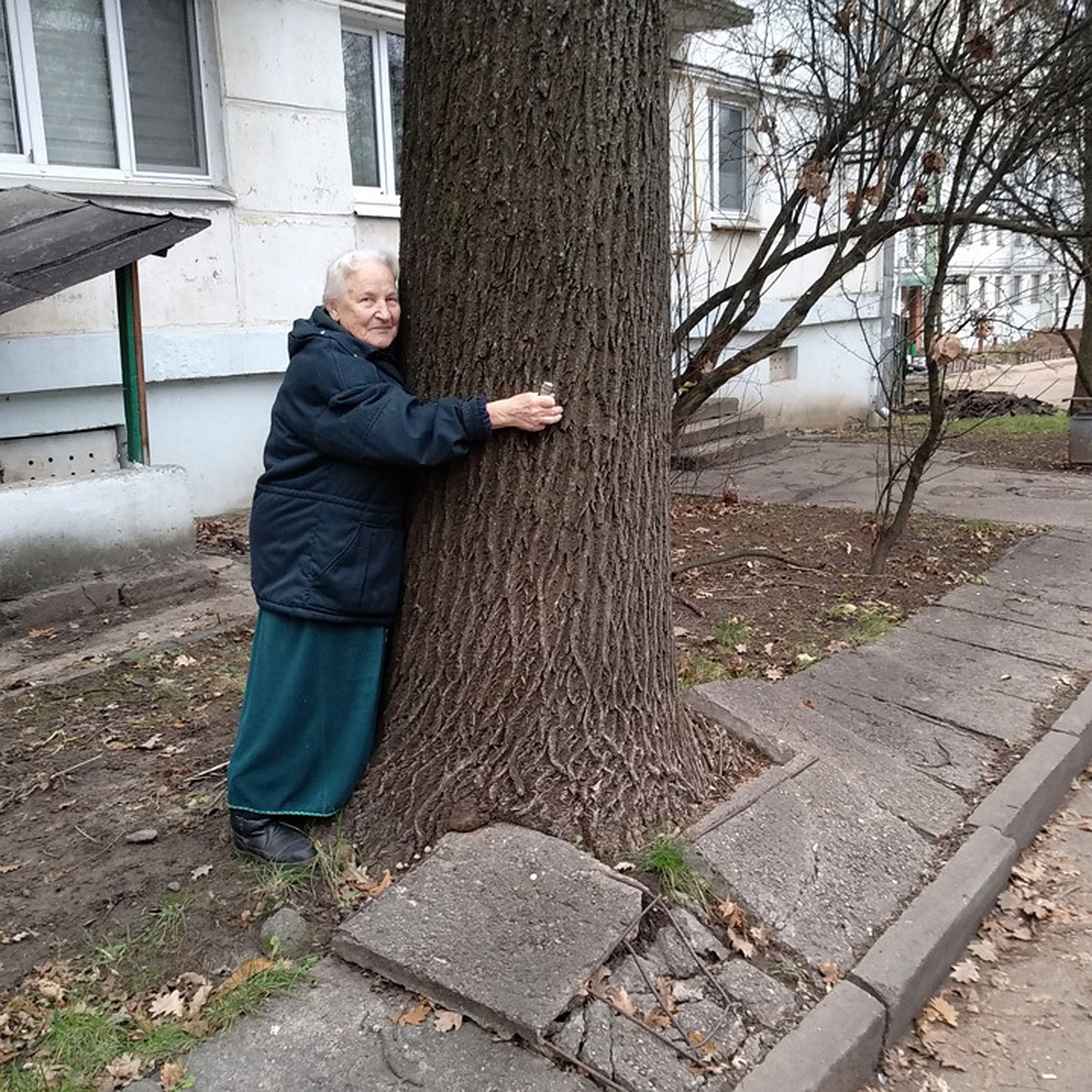 Дуб разрушает двор, а нам запрещают его спилить». 90-летняя минчанка  борется с коммунальниками - KP.RU