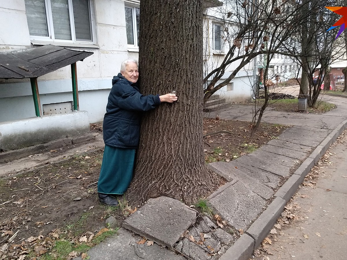 Дуб разрушает двор, а нам запрещают его спилить». 90-летняя минчанка  борется с коммунальниками - KP.RU