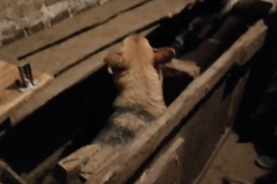 На живодерне под Нижним Новгородом нашли десятки собак, заколоченных в ящики. ФОТО: Лариса Саплина