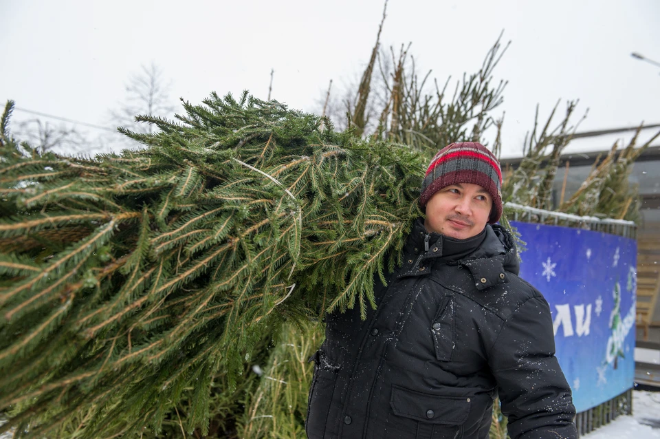 Где в Санкт-Петербурге бесплатно срубить елку к Новому 2020 году: Адреса  лесничеств, условия - KP.RU
