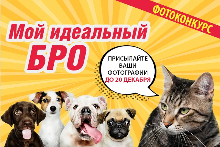 «Мой идеальный БРО»: «Комсомолка» запускает фотоконкурс, посвященный вашим домашним животным!