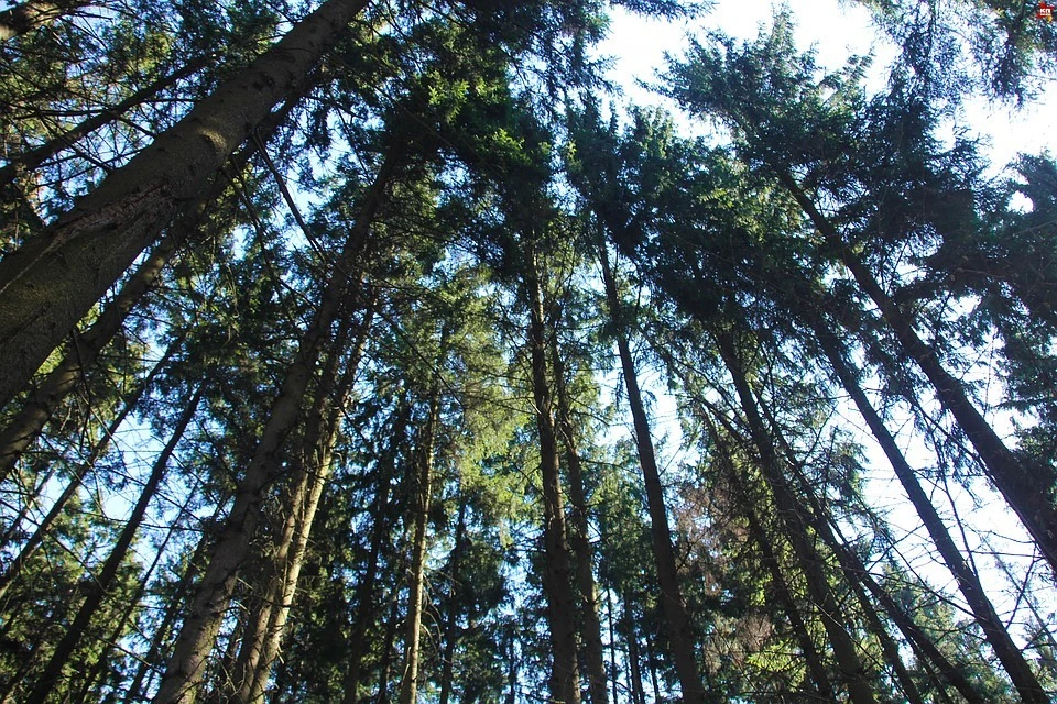 Открытие ученых: у лесных деревьев есть своя социальная сеть