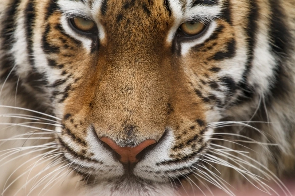Спасенная людьми тигрица в ЕАО сделала неожиданный подарок к Новому году