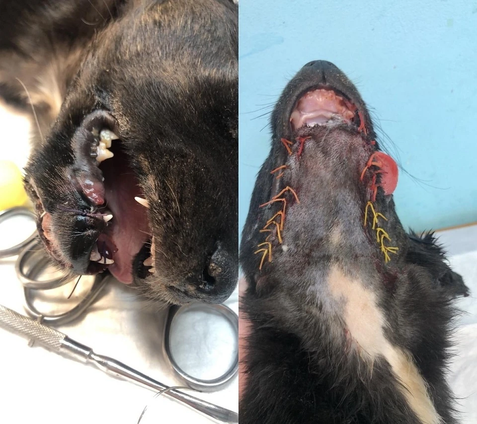 Щенок получил страшные травмы челюсти и головы от взрыва петарды. Фото: Группа помощи бездомным животным "ЖиВи"