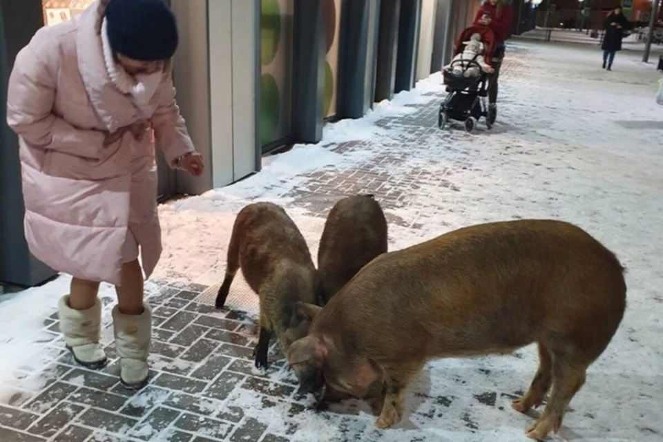 Свинки свободно вошли в магазин. Фото Натальи Макаркиной из группы "Заречный микрорайон" во "ВКонтакте"