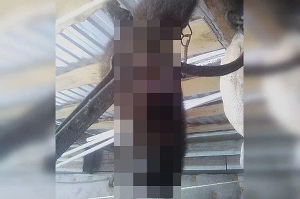 Фото: "На земле Салавата"