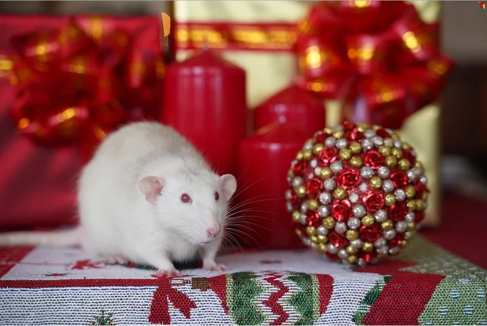Белая Металлическая крыса вступит в свои права 25 января 2020 года
