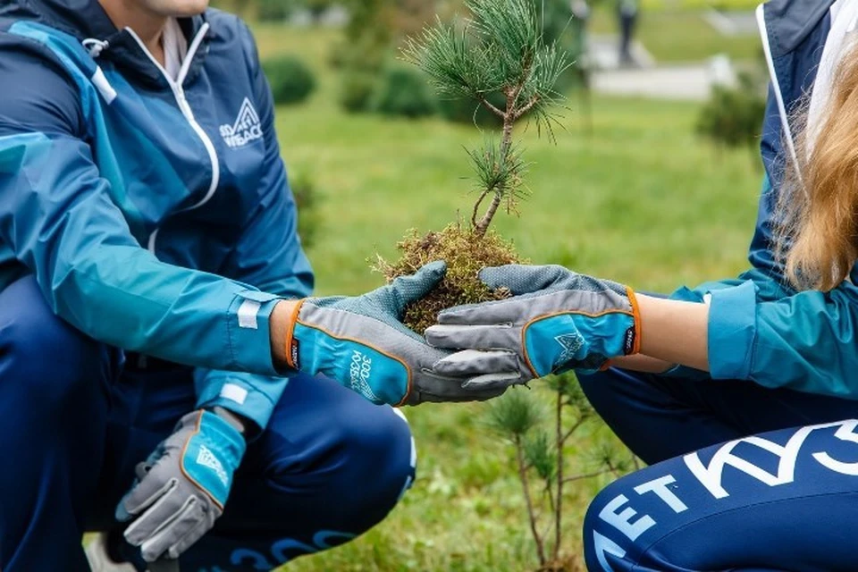 В Кузбассе в этом году высадят почти 6,5 миллиона деревьев: Фото: Администрация Правительства Кузбасса