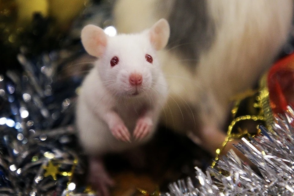 В Екатеринбурге волонтеры создали Центр реабилитации крыс для брошенных хвостатых