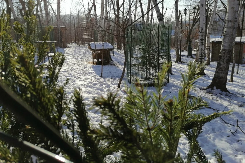 Новогодние елки в Хабаровске соберут на Амурском бульваре
