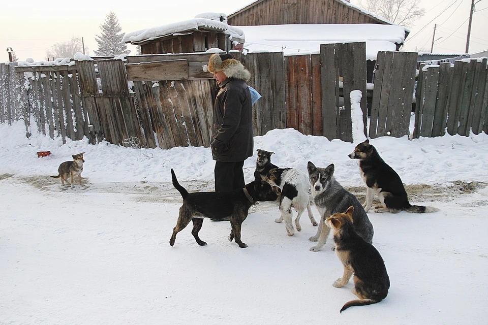 В Красноярске нашли тело сторожа производственной базы со следами собачьих укусов