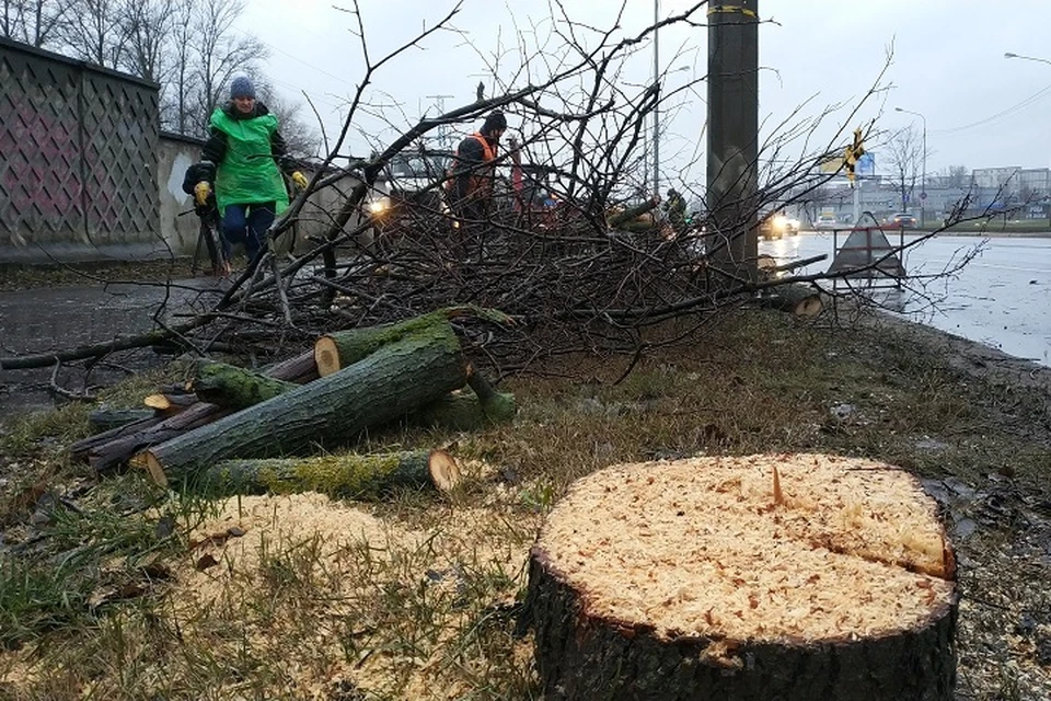 В Калининском районе Петербурга приступили к вырубке зараженных вязов / Фото: Смольный