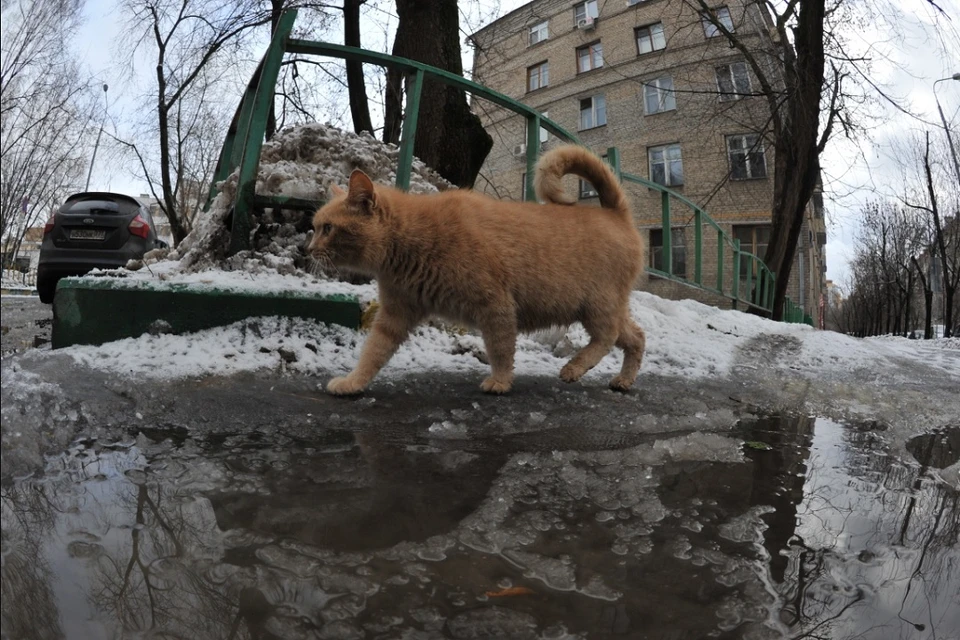 Весь январь теплее климатической нормы на 8,6 градуса