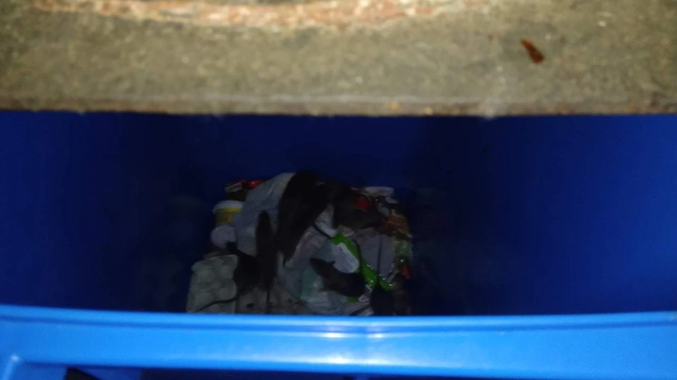 Фото: архив читателя. Крысы в мусорном баке.