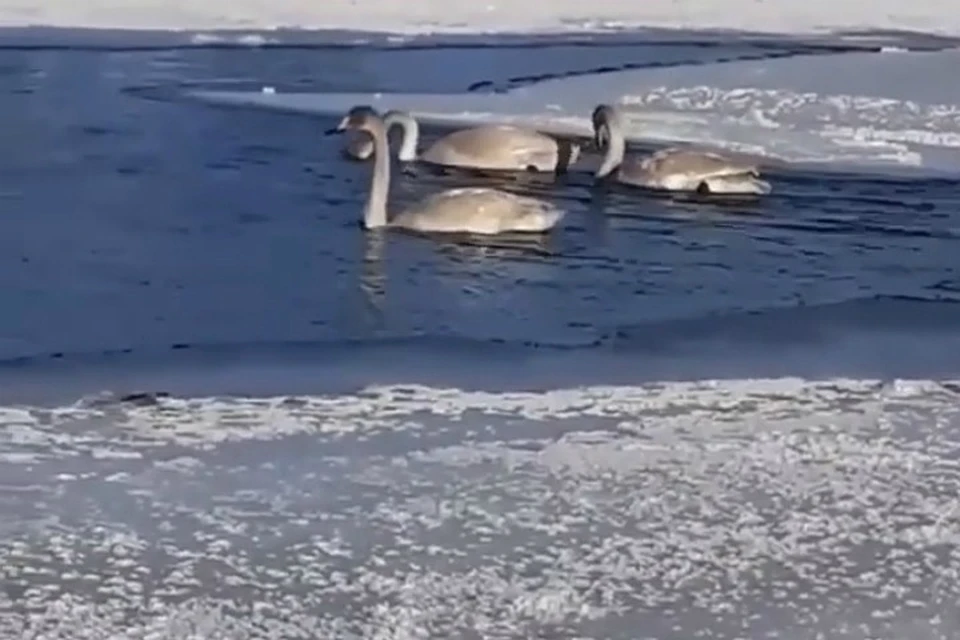 Пугающая история с лебедями, «замерзающими» в порту Хабаровского края, оказалась обычным делом