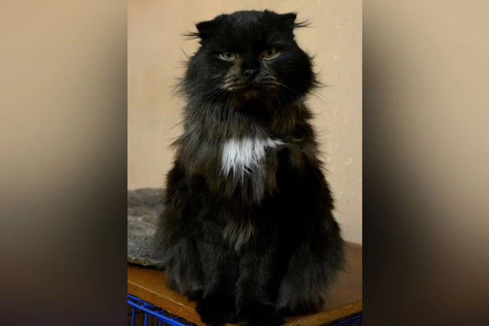 Кот Сава ищет себе хозяина без животных.