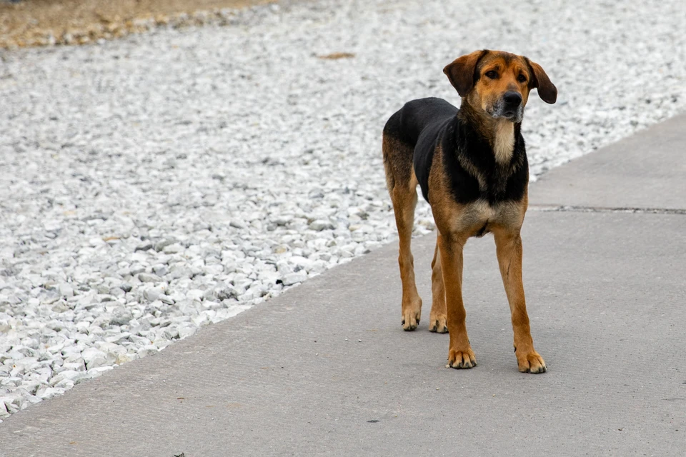 Домашние животные не могут жить без человеческой заботы. Фото: инфоцентр "Крымский мост"