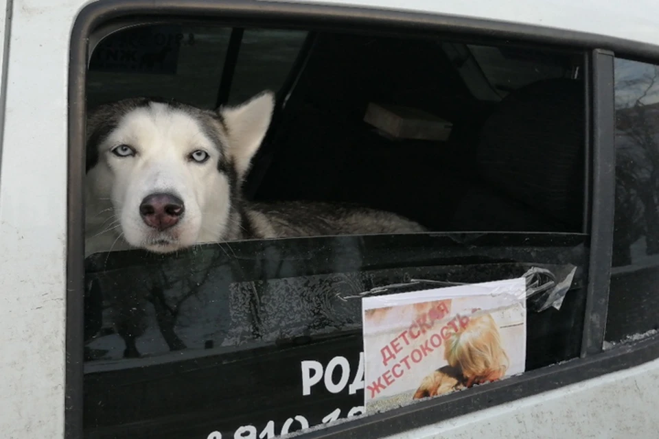В Нижнем Новгороде прошел автопробег в честь убитой хаски. ФОТО: Лариса Саплина.