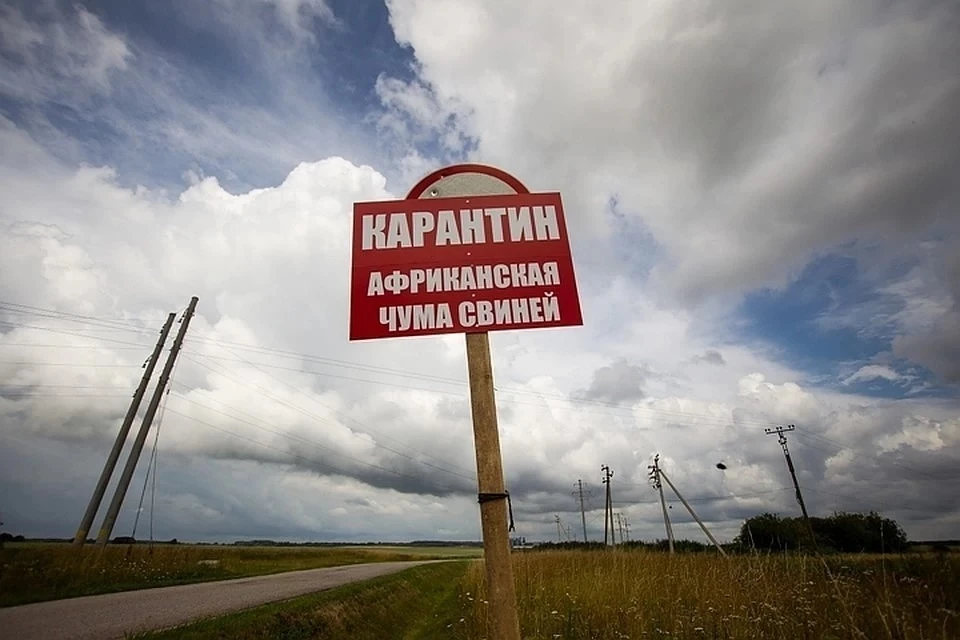 В Кошкинском районе на 1,5 месяца ввели карантин из-за африканской чумы свиней
