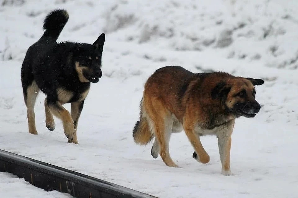 Инициатором запрета на отстрел диких собак выступил губернатор Дмитрий Азаров