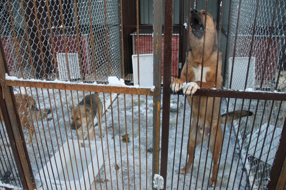 Бродячих собак в Челябинске перестали отлавливать в прошлом году.