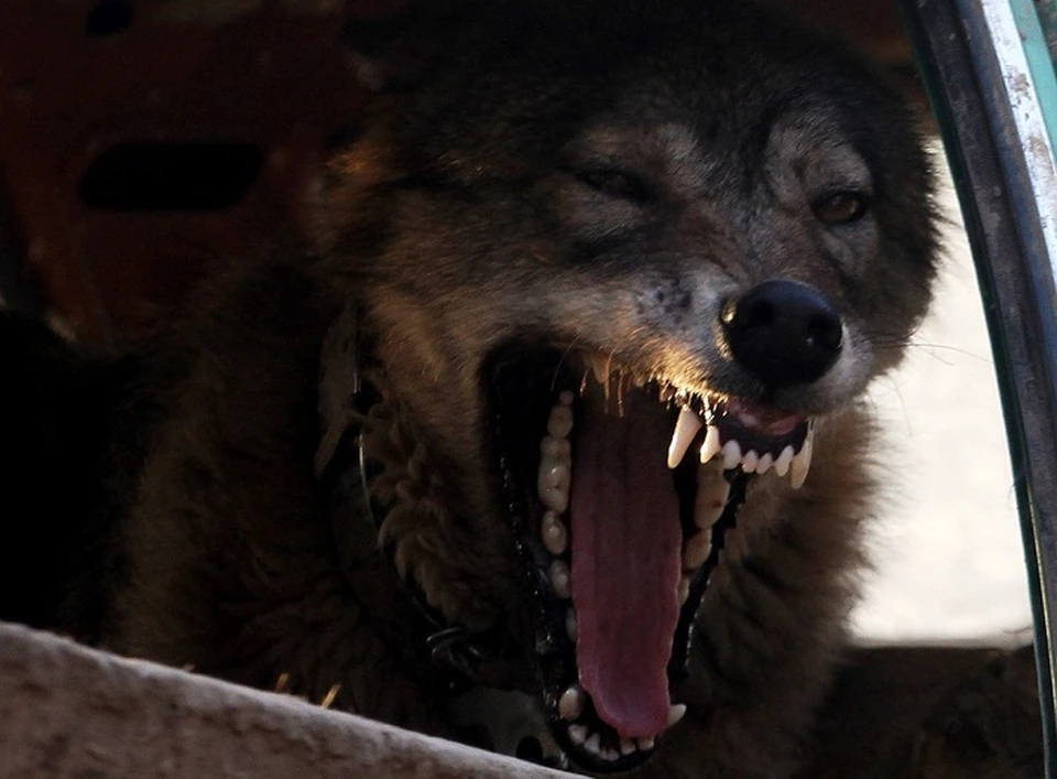 Голодный волк - опасный хищник.