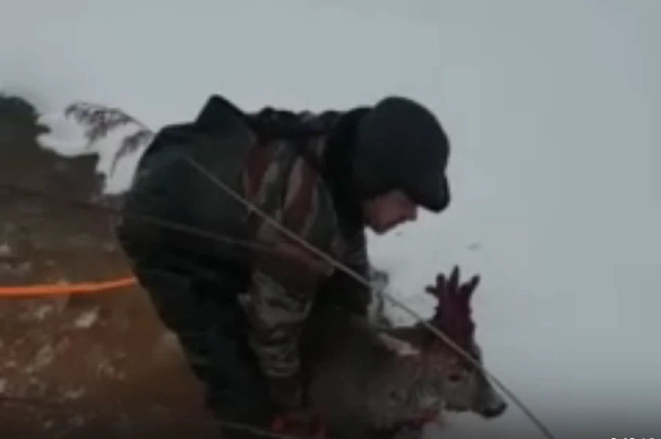 В Ленобласти охотник спас косулю от стаи бездомных собак