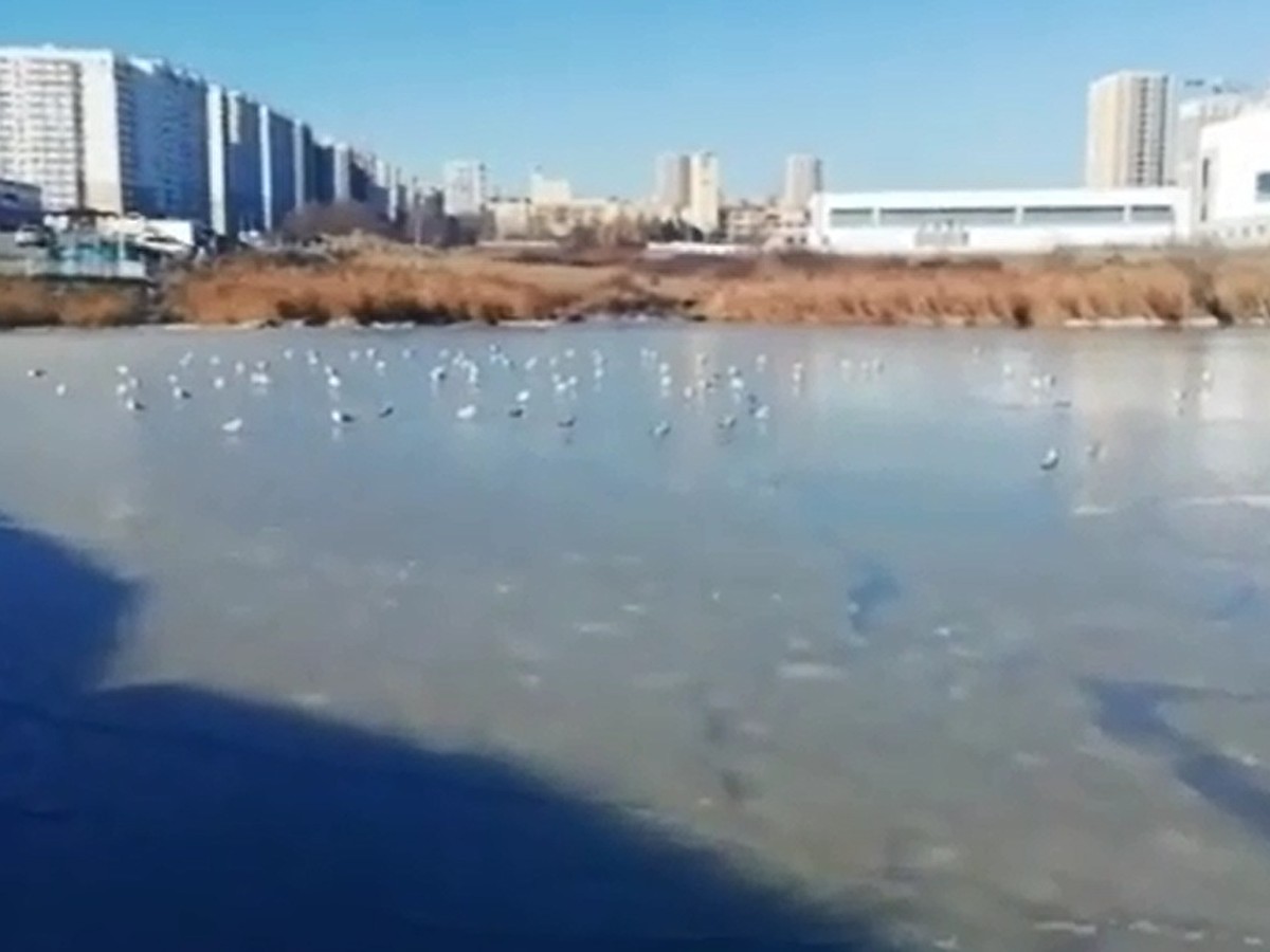 Соленость воды оказалась ключевым фактором замерзания полярных морей