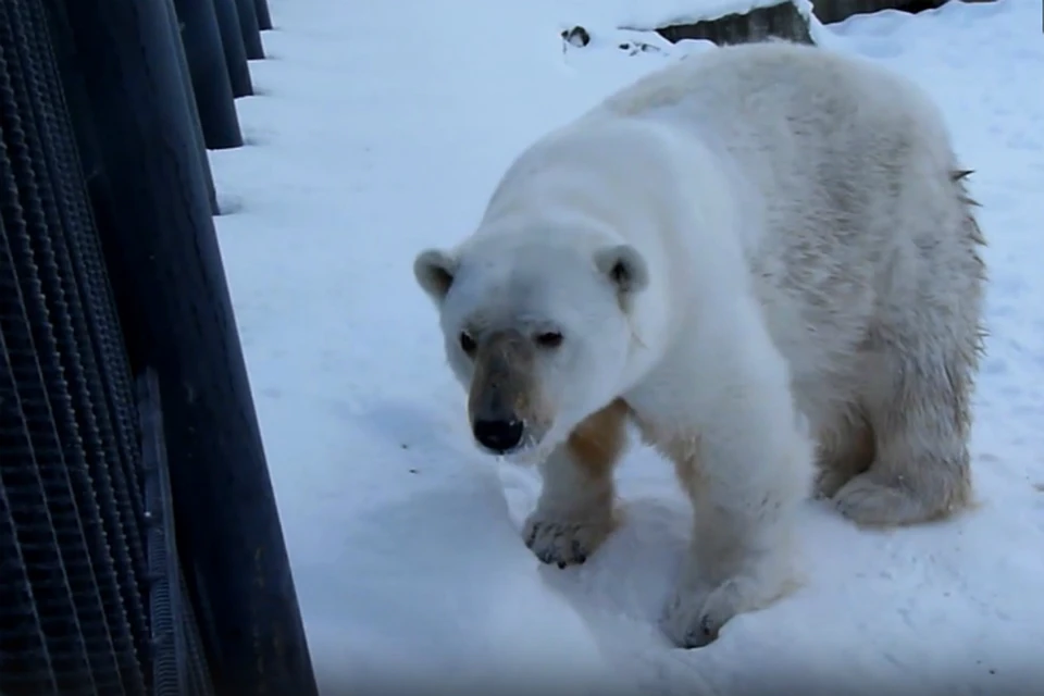 Фото: скриншот с видео (vk.com/bol_zoo)