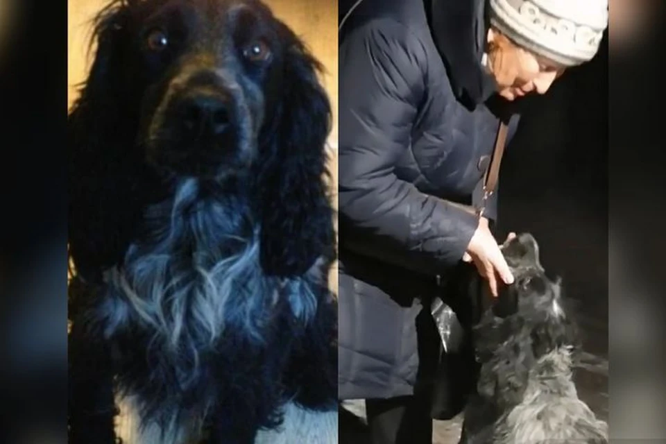 Жительница Приморья нашла свою собаку спустя 5 лет. Фото: veles_katerina_ribalova