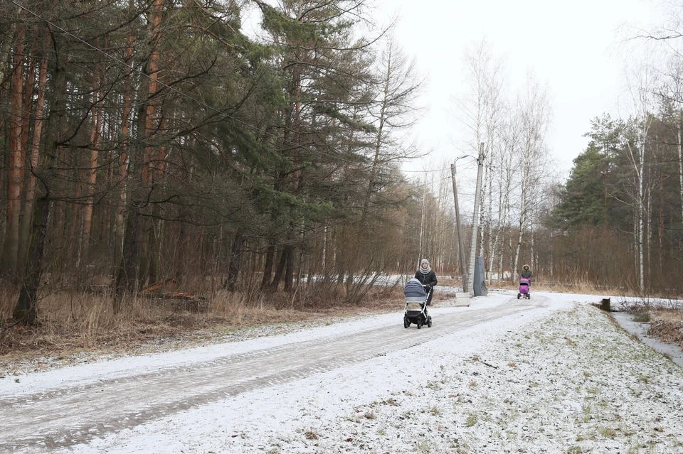 Парк Александрино ждет реконструкция. Фото: gov.spb.ru