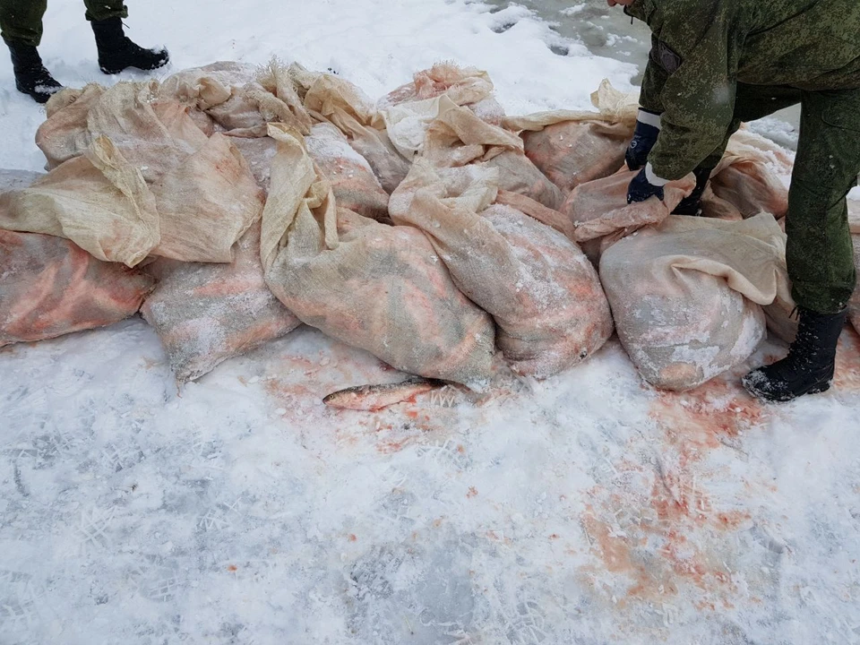 Изъято порядка 4 тысяч особей рыбы. Фото: ПУ ФСБ России по РО.