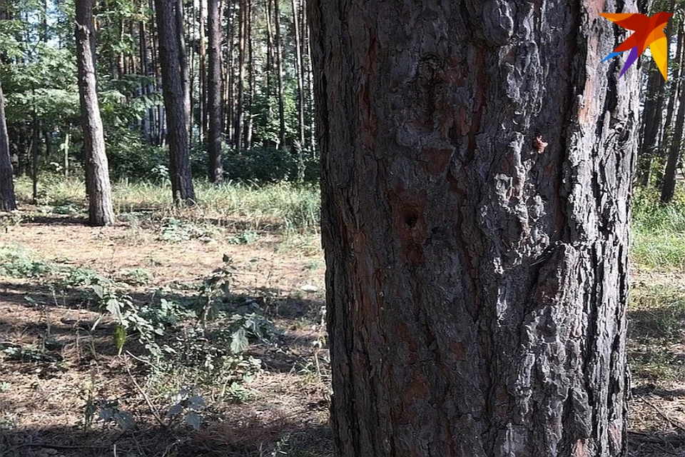 В Центрально-Лесном государственном биосферном заповеднике воздух чист!