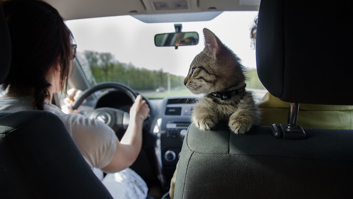 В Крыму перестал работать BlaBlaCar - KP.RU