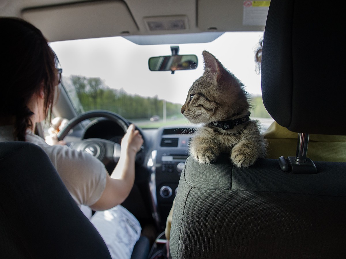 В Крыму перестал работать BlaBlaCar - KP.RU