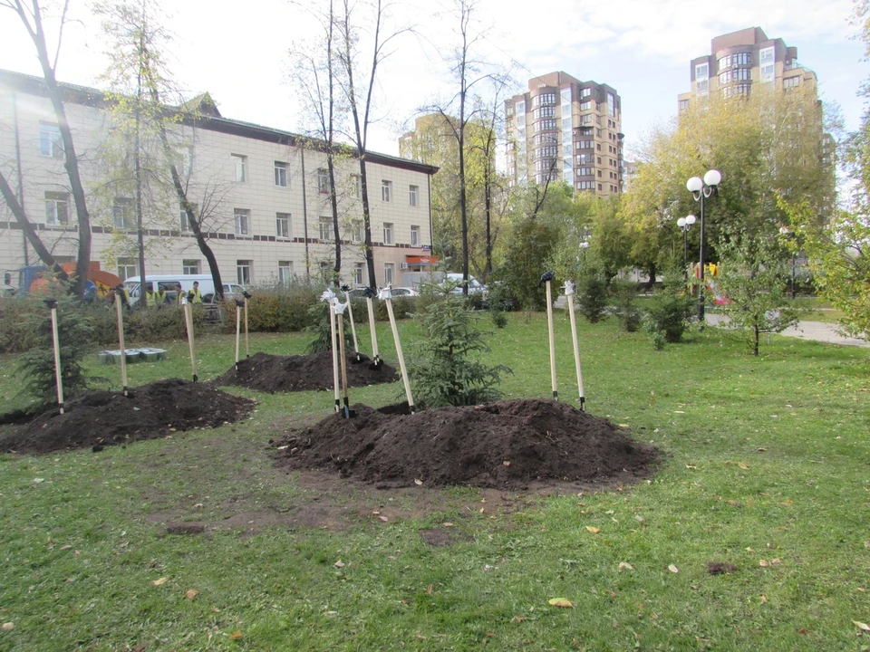 В 2020 году в Тюмени высадят более 8,1 тысячи деревьев. Фото - пресс-служба администрации города Тюмени.
