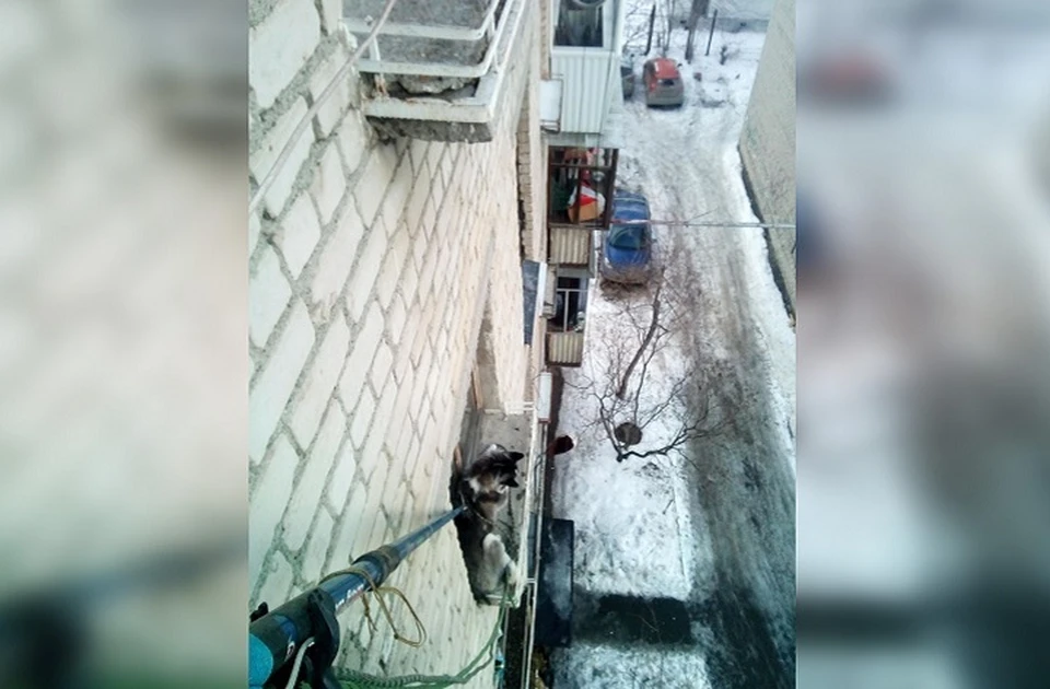 Застрявшую на подоконнике хаски пришлось вытаскивать с помощью специальной петли. Фото: "Зооспас"
