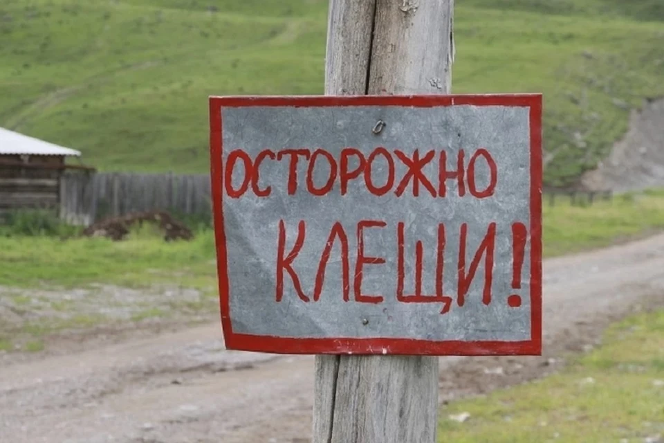 В Новосибирске зарегистрирован первый укус клеща в этом году.